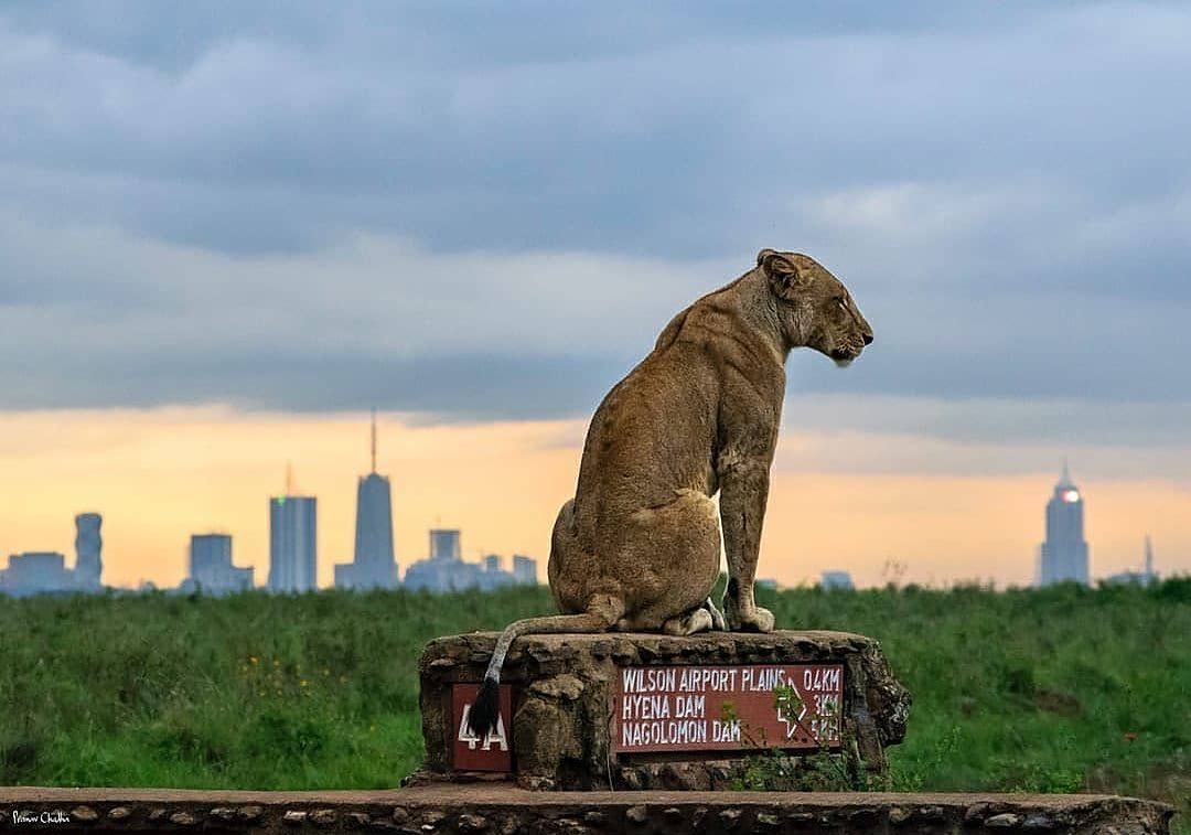 Nairobi-National-Park