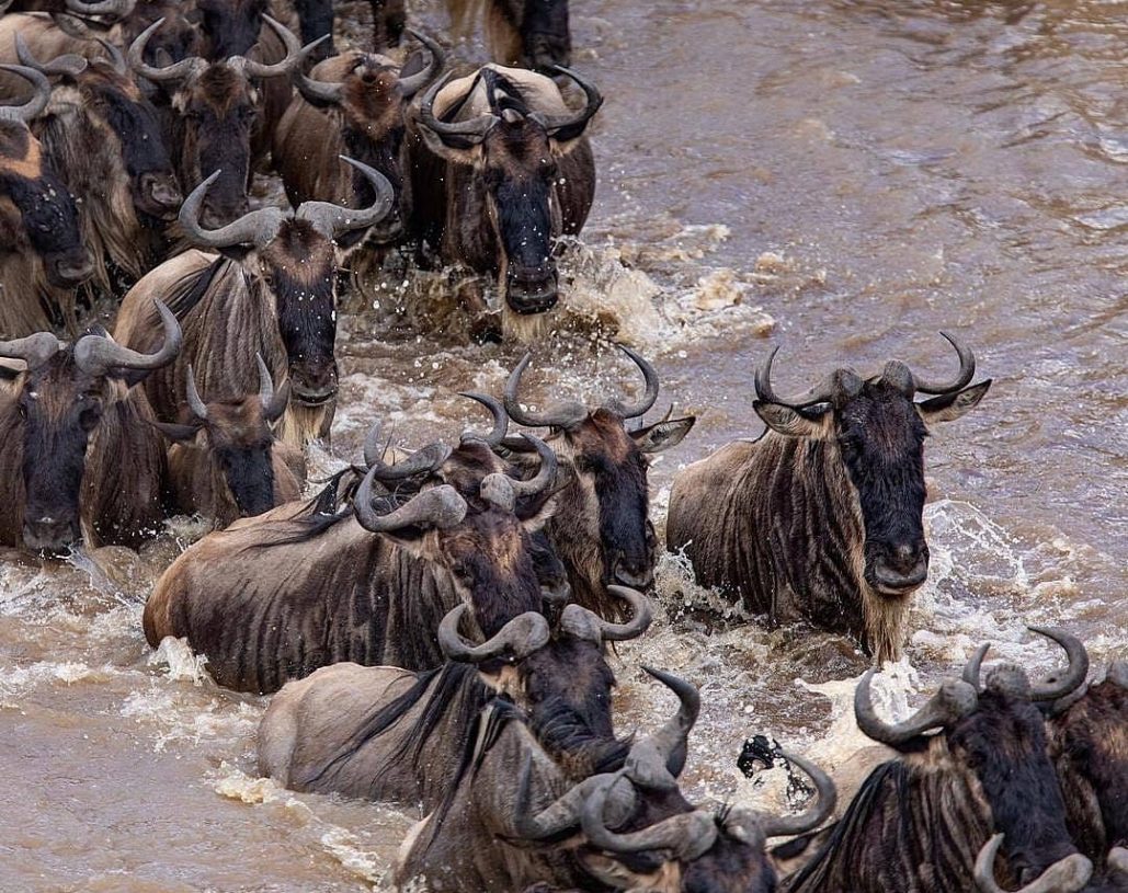 Wildebeest Migration